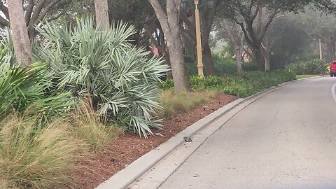 Crusin' thru Exclusive Pelican Marsh Naples, FL