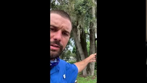 Tree Hazards - Codominant & Multi Trunk Structures
