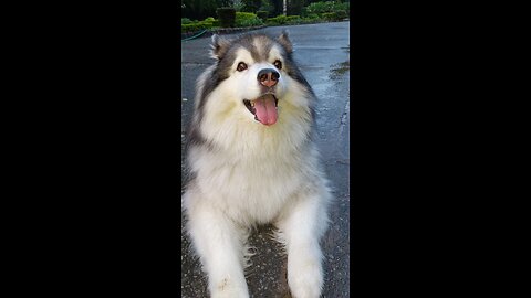 Guys Do you love ❣️ me cute puppies 🐕