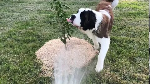 How to properly grow a St. Bernard