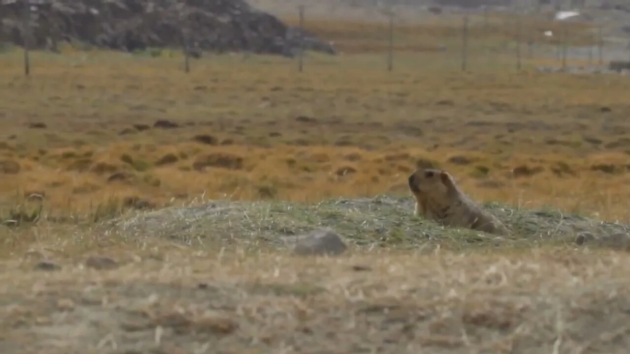 Himalayan Marmots Cute Fur Wild Animal in the Alpine Grasslands of the Himalayas Ladakh Wildlife8