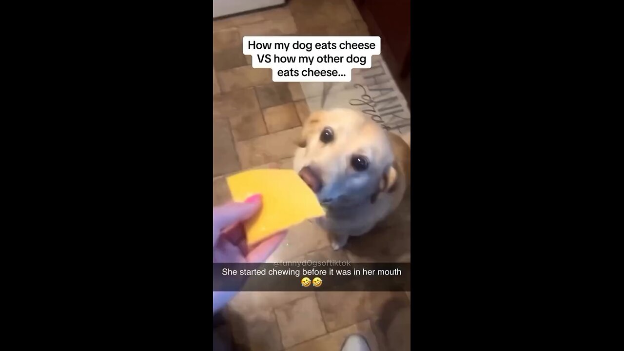 Hilarious dog vids🤣😂 PART #22