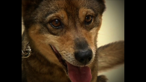 Dog's Ears Help Show Happiness