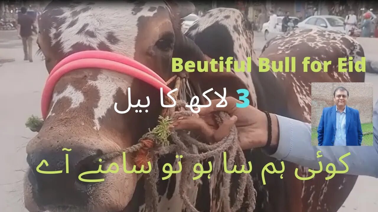 Heavy Wight Amazing Bull | Eid Special