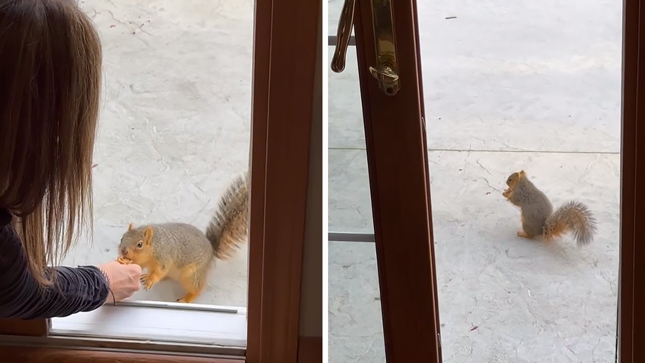 Woman hand feeds friendly wild squirrel