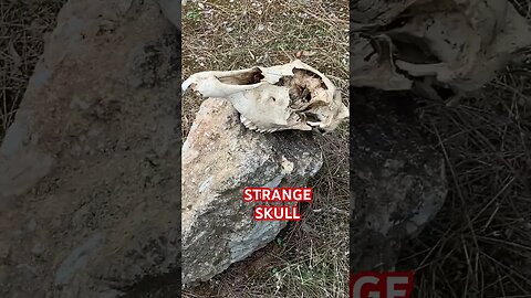 Strange skull find on Country Hike