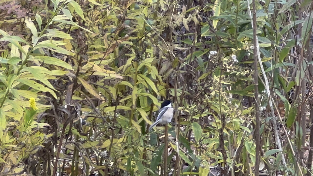 Lots of Chickadees