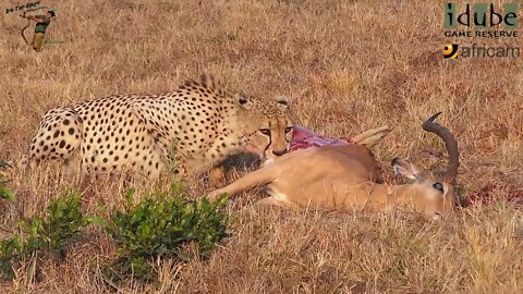 Cheetah Eats Impala During A Morning Safari in South Africa!