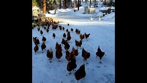 #chickens #layers #geese #homesteading #homestead #farmanimals #farm