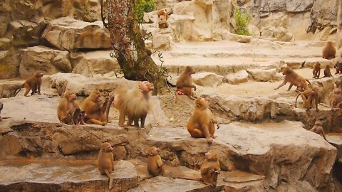 monkey zoo