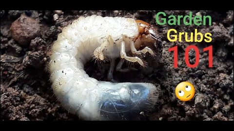 Garden grubs a closer look