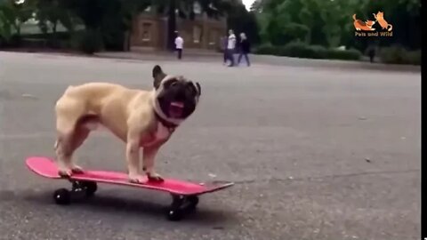 funny dog video #Petsandwild #dogslife #puppies #cutestpets