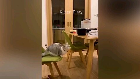 funny cats and dogs