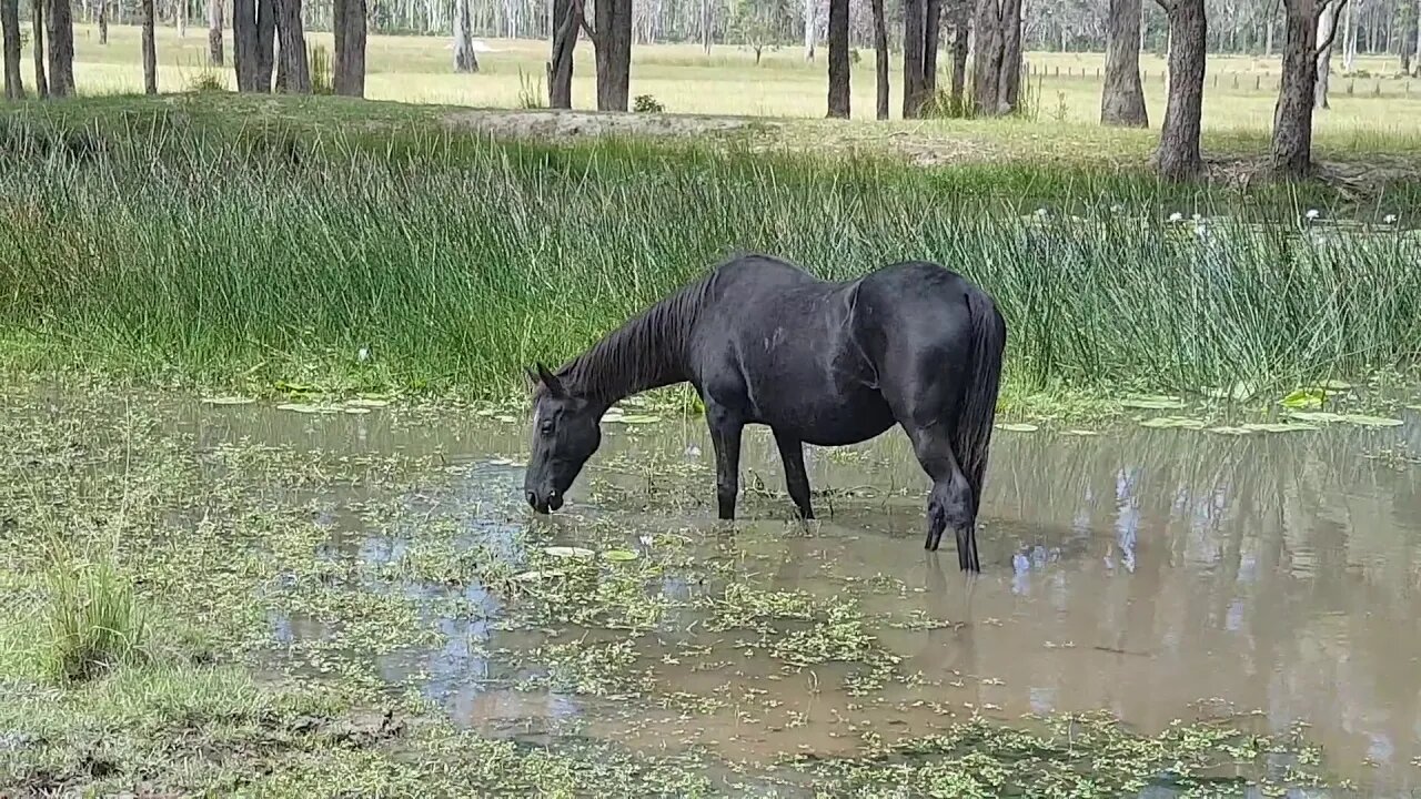 The girls enjoying the dam, Penny in the dam