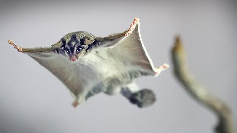 Airborne Charm|| Hilarious Adventures of a Flying Sugar Glider.