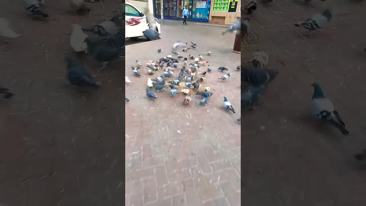 #birds #pigeons IN #dubai #uae 🇦🇪 ❤️ #morning #explore