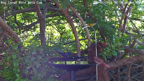 Prairie Warbler visitor