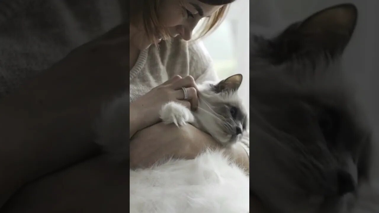 Birman cat, Funny cute cats, #Shorts ,Funny Cute Pets Lovers
