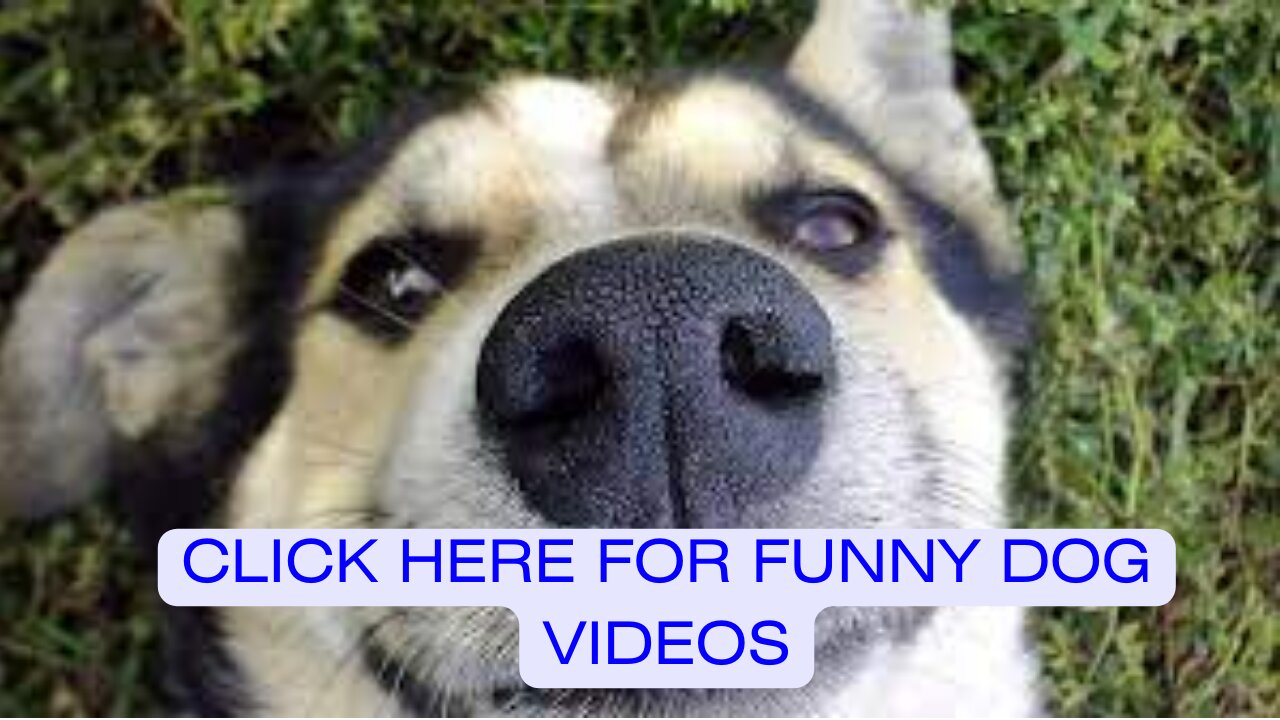 Paws and Chuckles: Top-Tier Funny Dog Compilation!