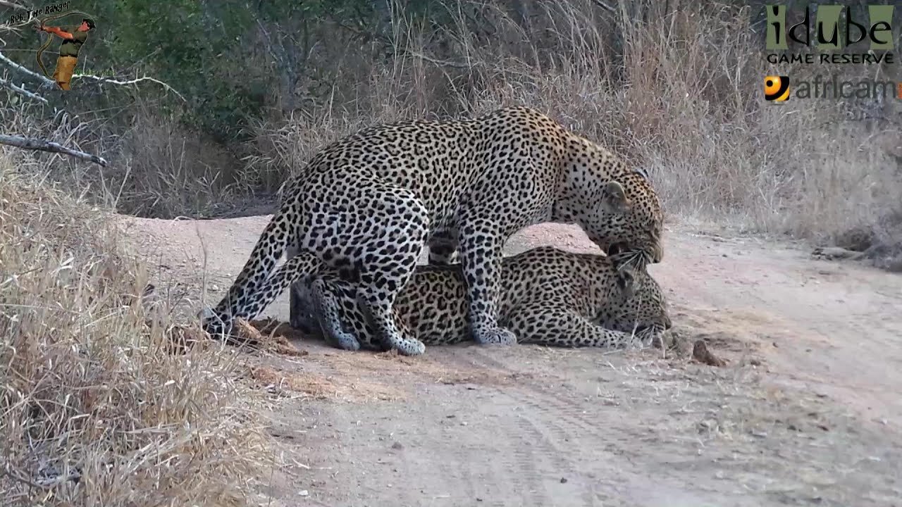 WILDlife: Pairing Pair Of Leopards On The Road