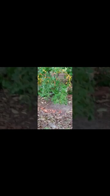 Kitties Playing Hide n Seek