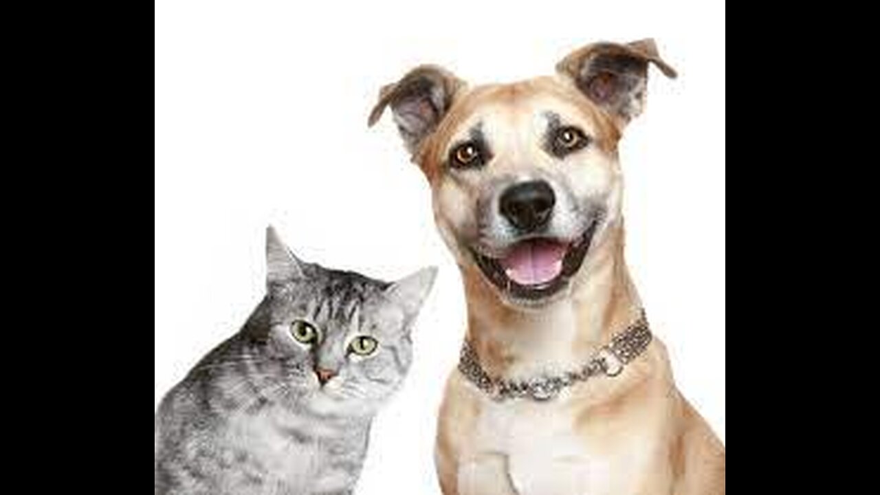 You Laugh You Lose π
Funniest Cats and Dogs πΊπΆ Part-1