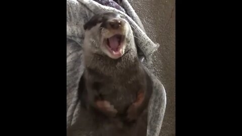 Belly scratches and a big yawn