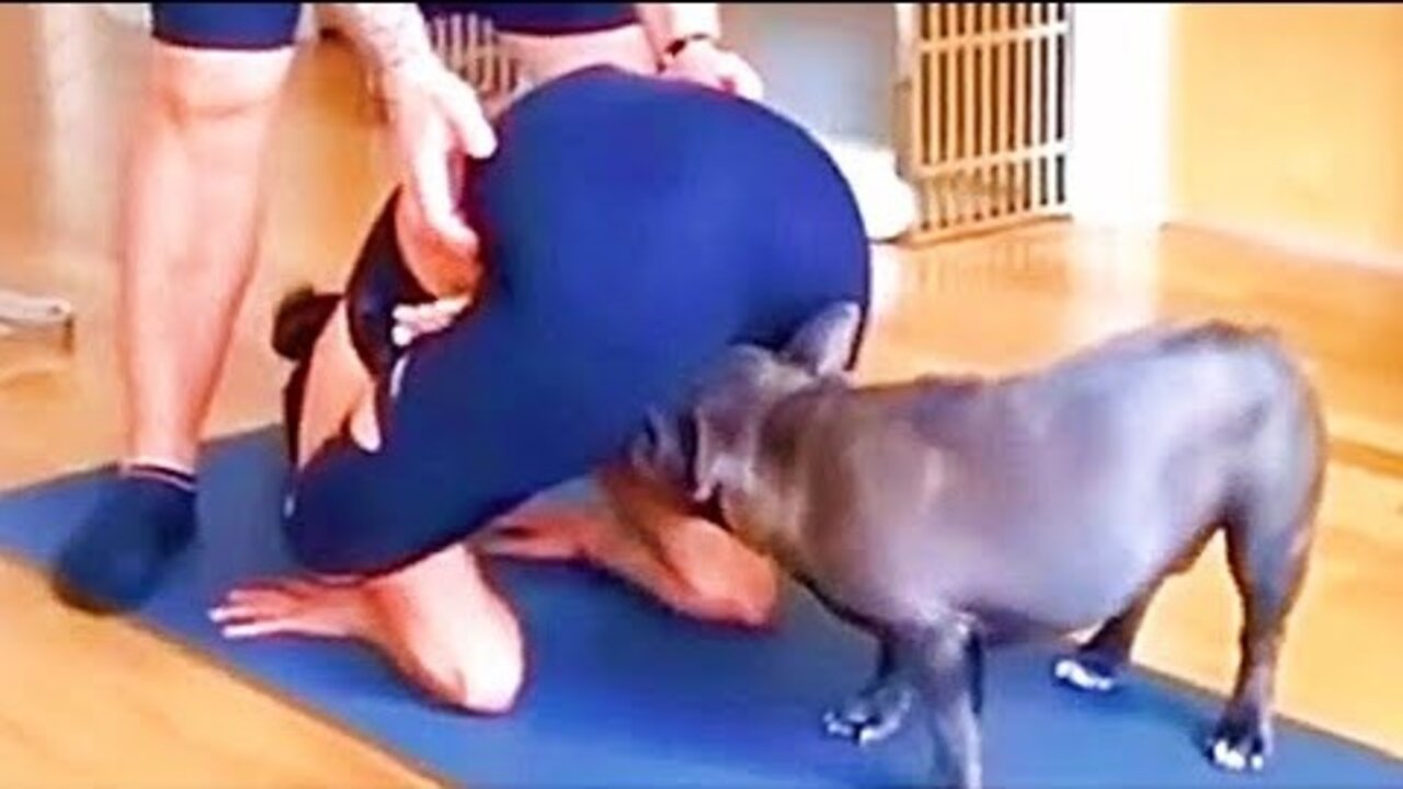 Best Funny Animal Videos 2022 _ Don't try to hold back Laughter _ Funniest Cats Videos #8 #shorts