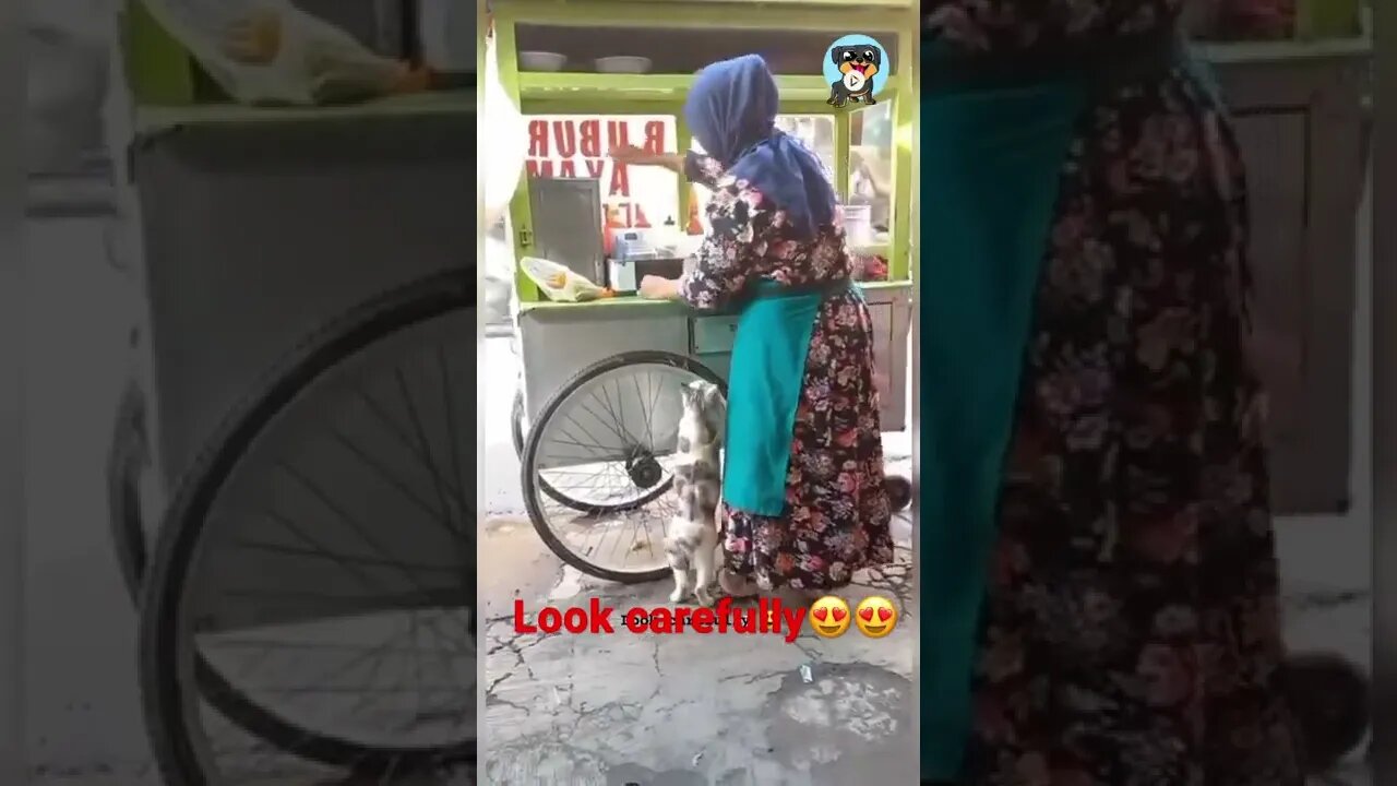 BEST 😍FUNNY😍 PET VIDEOS #31 - Try Not To Laugh #shorts