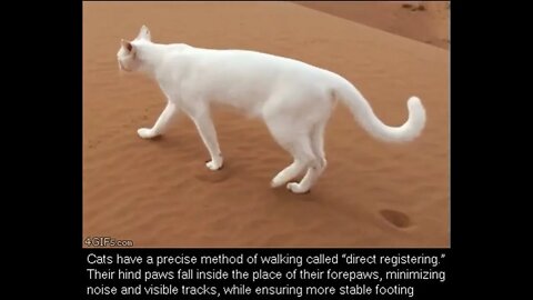 Cats have a precise method of walking called Direct Registering.