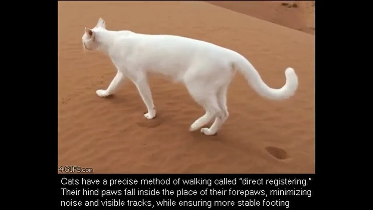 Cats have a precise method of walking called Direct Registering.
