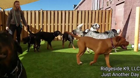 Puppies, Adults, Dog Behavior and Dog Training. Just another day.