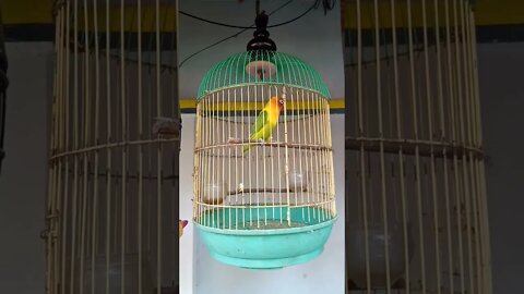 lovebird