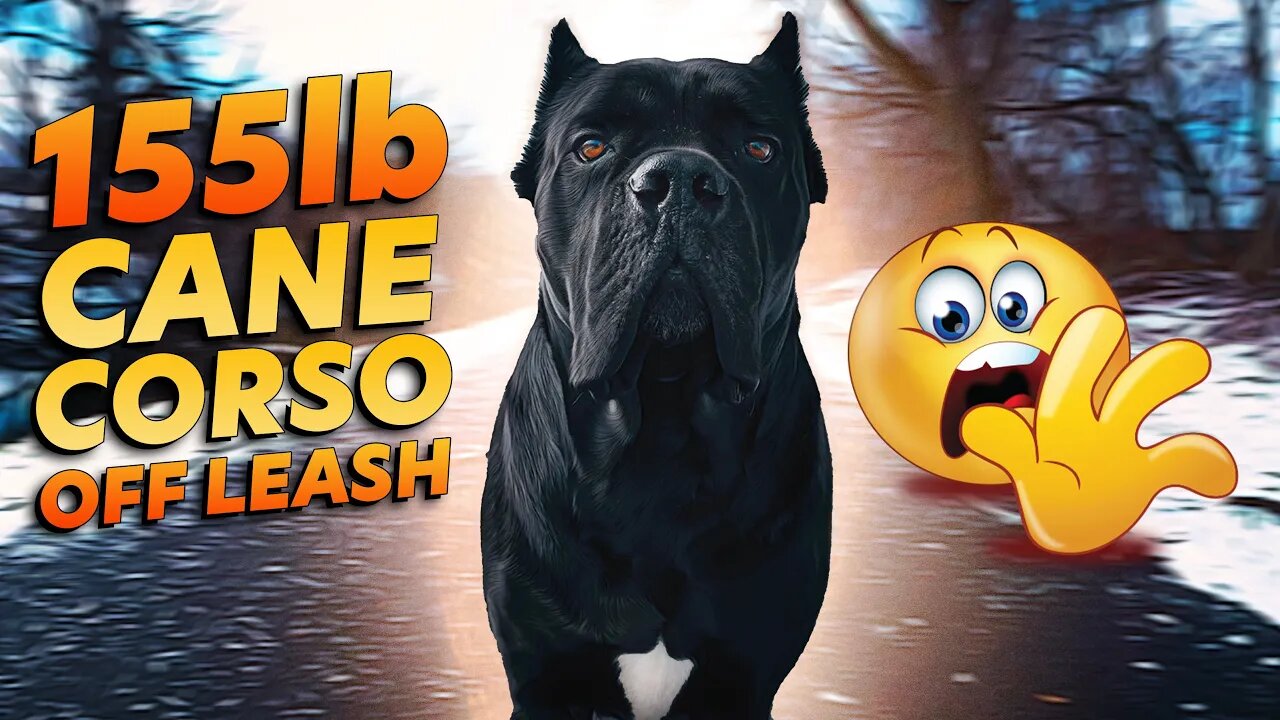 Cane Corso Off Leash Hike How To Control