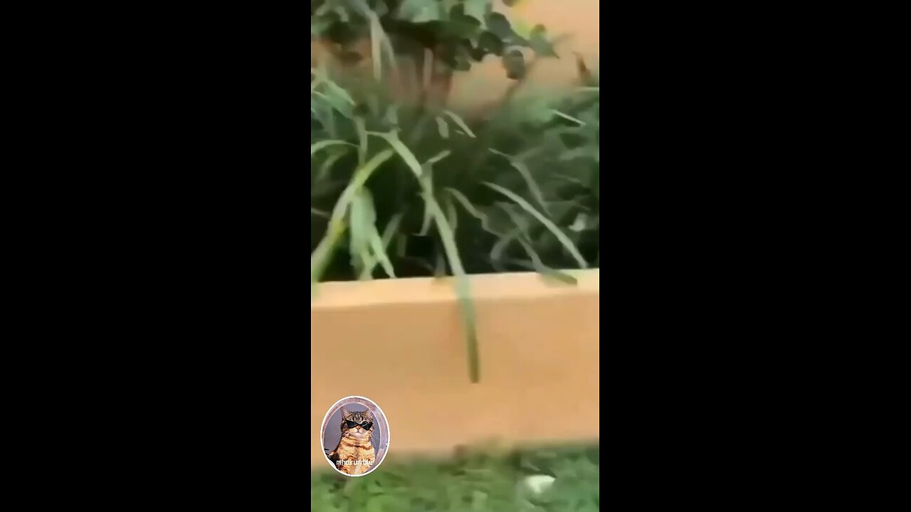 Funny clip of animals😂 so funny🤣