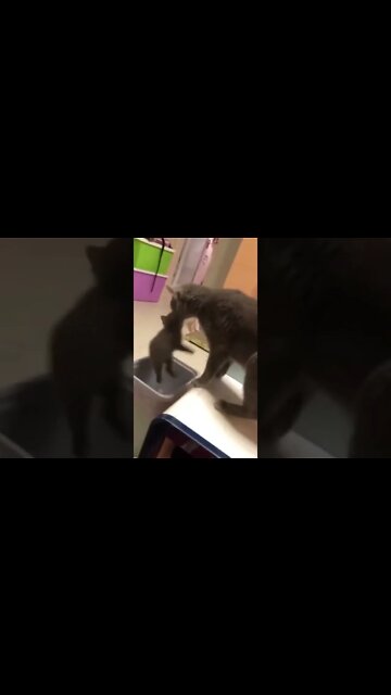 funny videos, addictive comedies #019