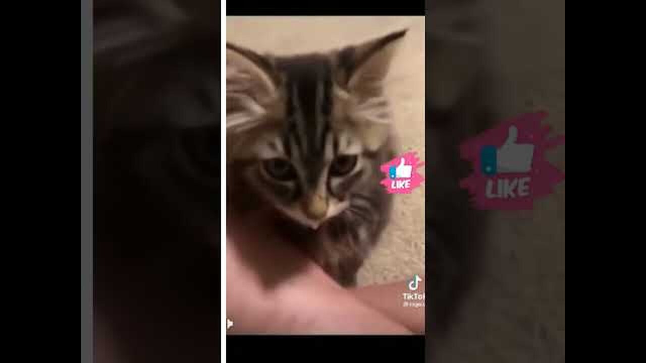 Cute and Funny Animal Video😂