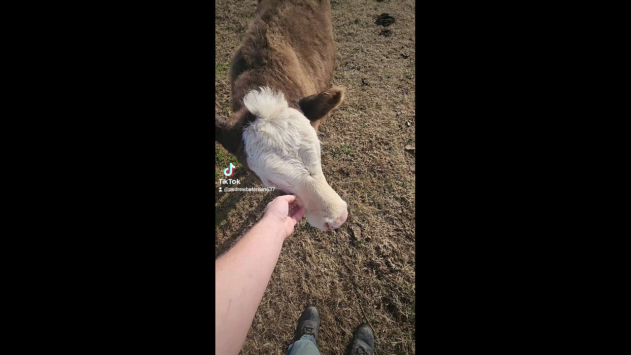 Heifer being petted.