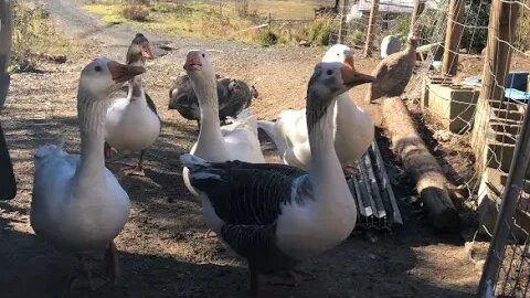 Free range geese greet owner, so does dog and chickens ❤️