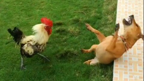 Impossible You Laugh You Lose with these FUNNIEST Animals😂🐱🐶