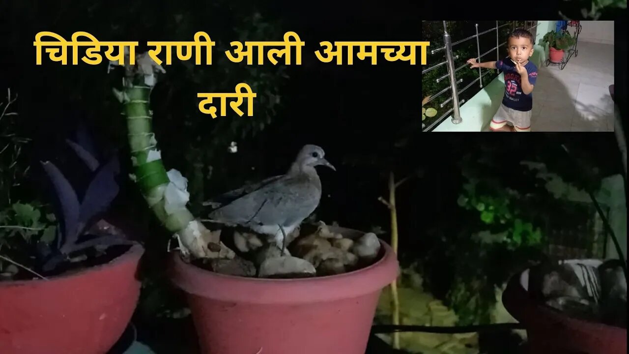 Chidiya rani at home चिड़िया रानी