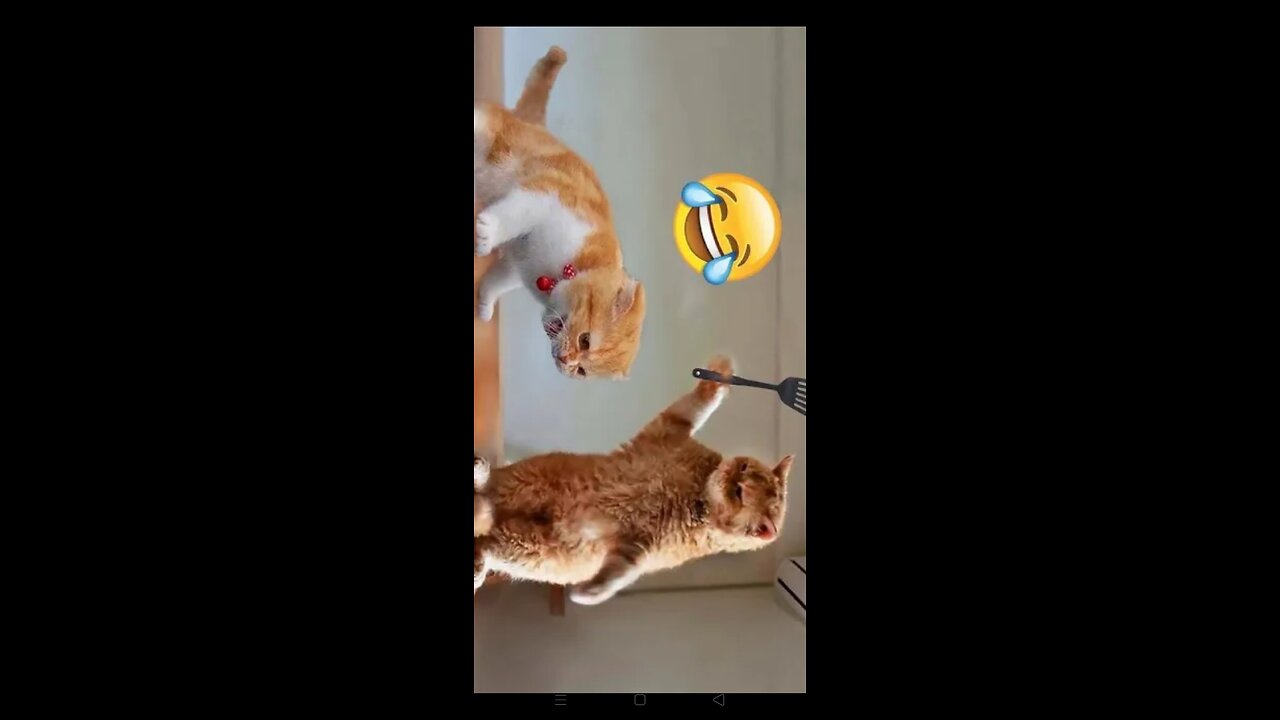 Funny 😂😂😂 animals