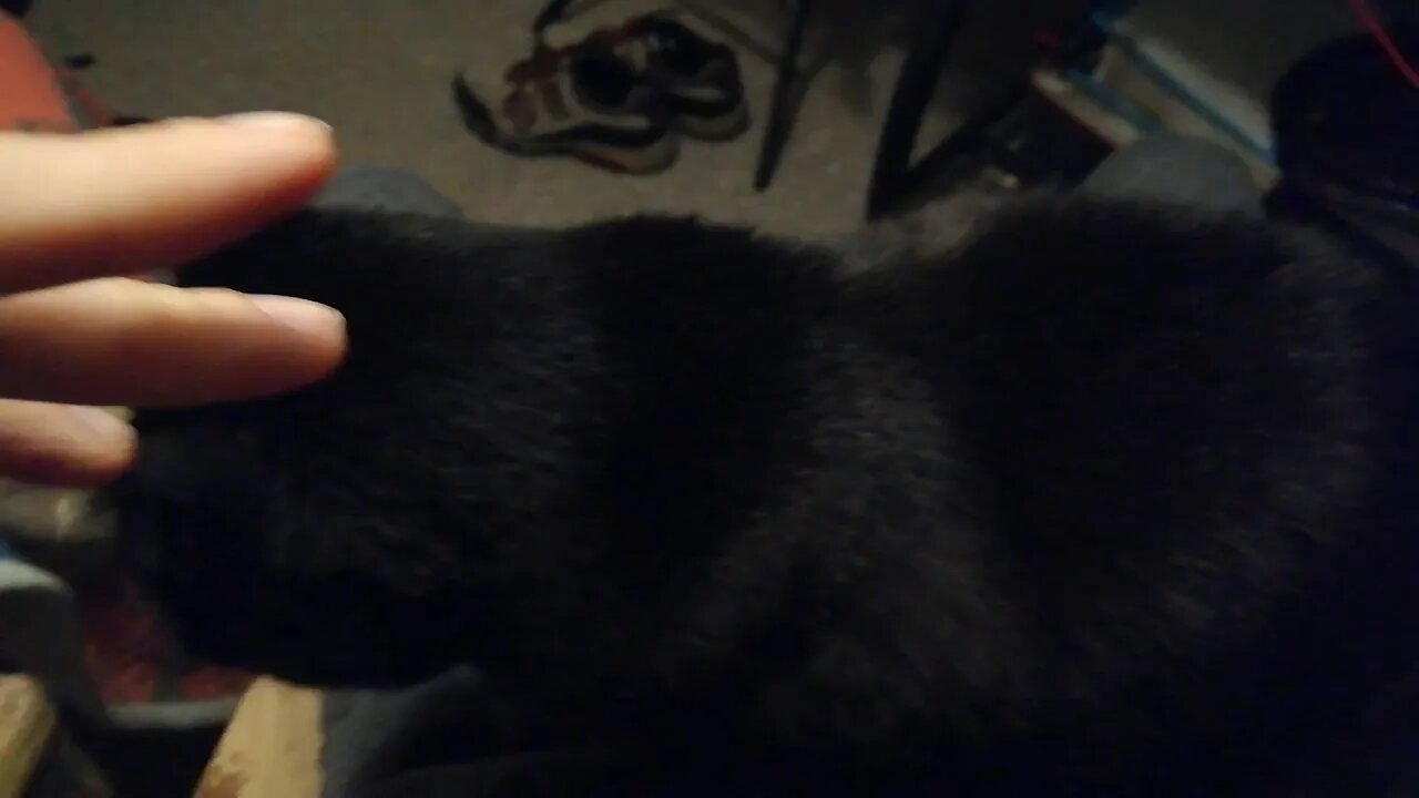 how my cat gets me (NOT) to fed him🤦