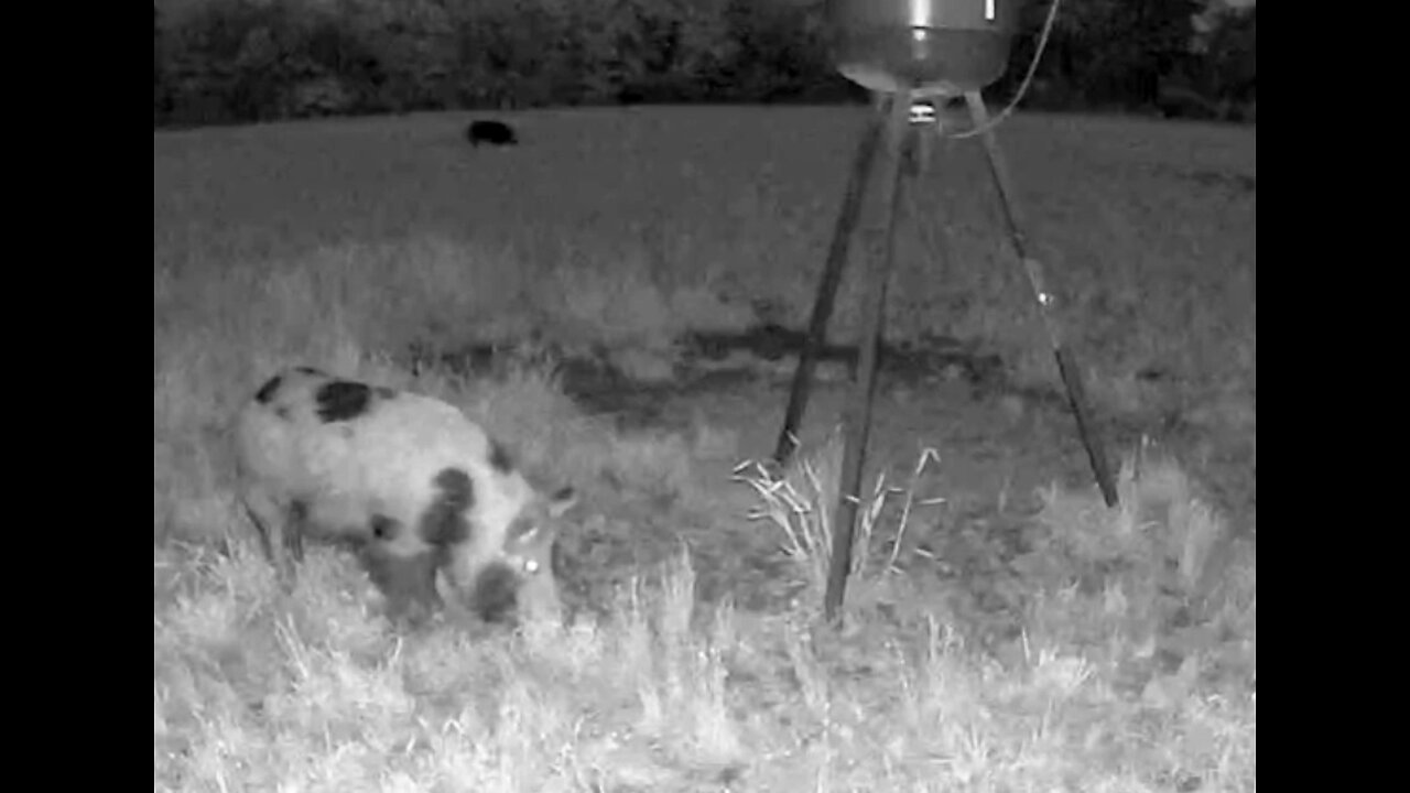 Tri-color boar is keeping the other boar away from his food!!! 4.9.23