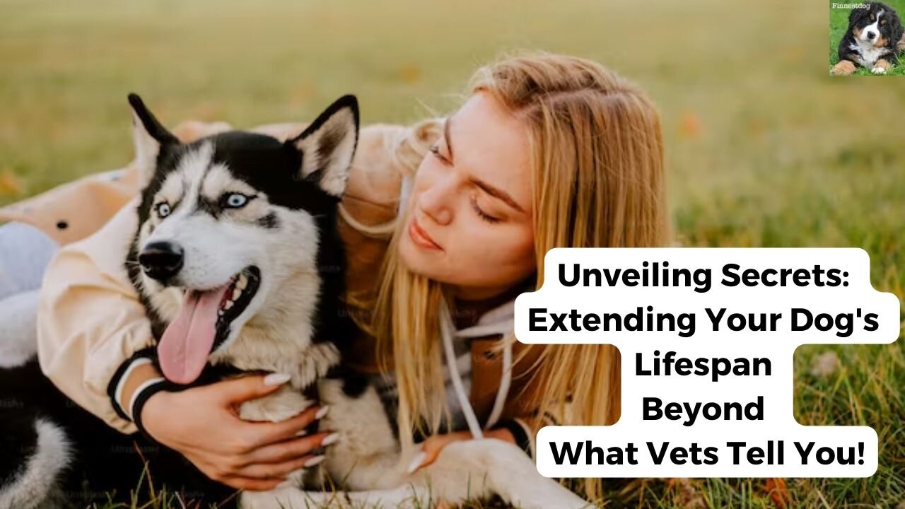 What Vets DON'T Tell You! Secrets to Extending Your Dog's Lifespan!