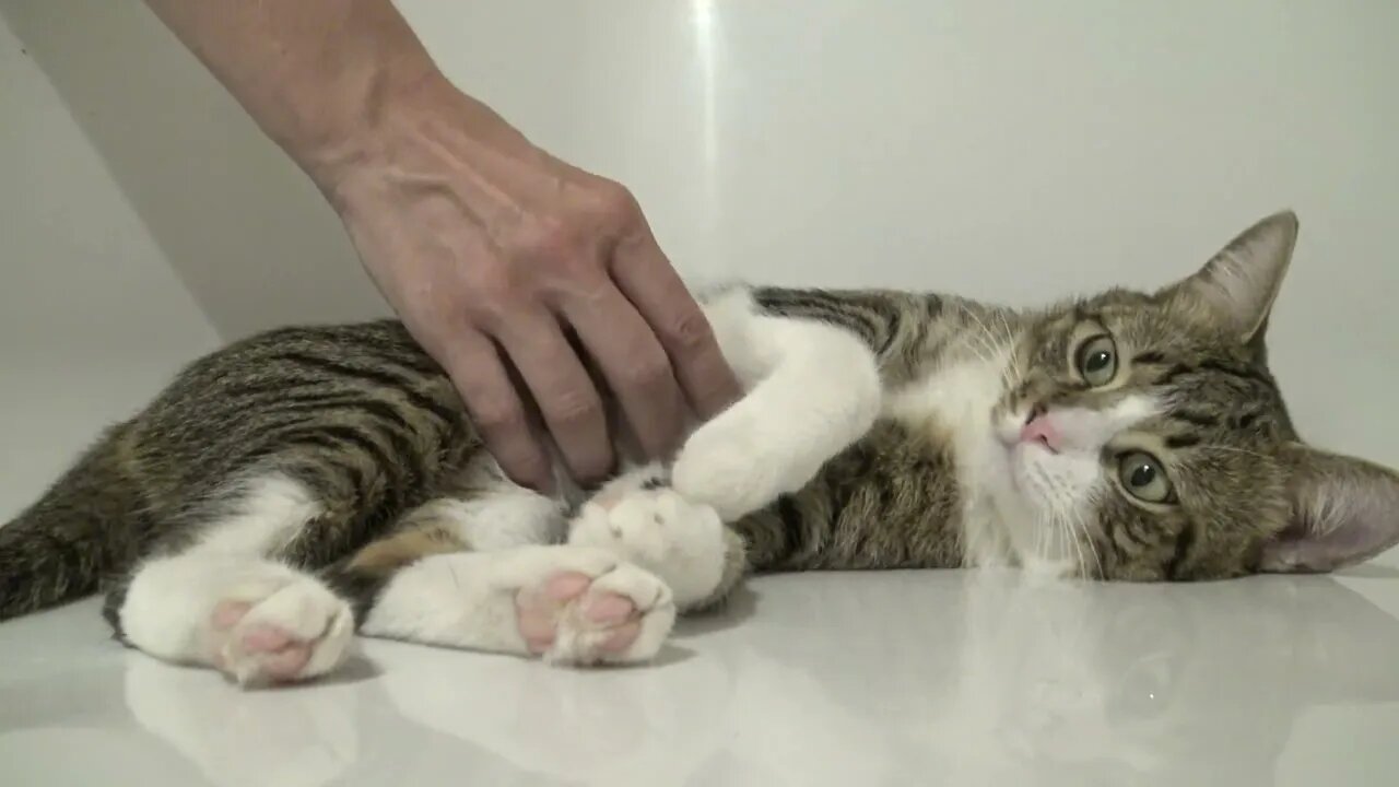 Tabby Cat Is Chilling in the Bath Tub