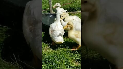 #ducks #ducklings #farmanimals #farmlife #cuteanimals #homesteading #homesteadlife