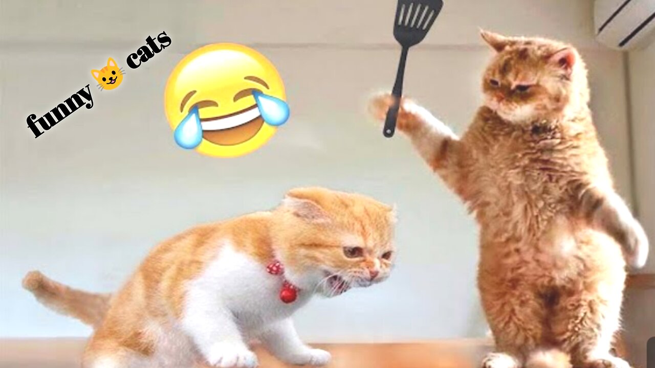 Cats Fighting and Meowing - These Two are Bloody Brothers | Viral Cat