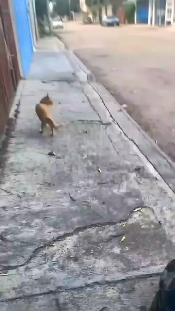 Funny animals🐈🐇🙈