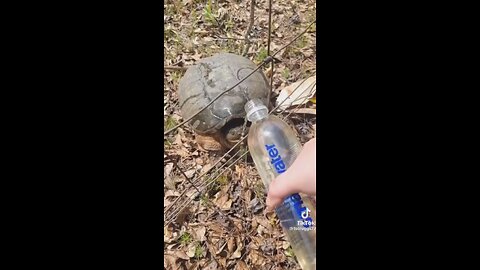 Tortoise